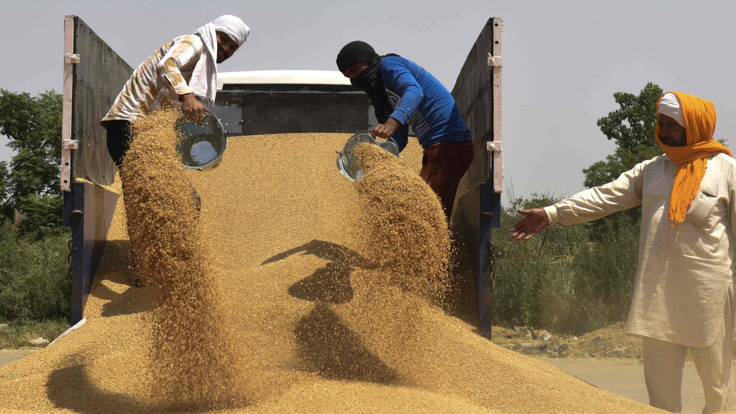 INDIA DITCHED THE WORLD BY BANNING WHEAT EXPORTS | India Bans Wheat Export to all countries