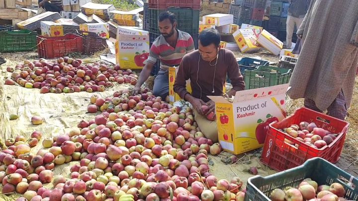 Kashmir’s Apple Growers Face Crisis Amid Influx of Foreign Fruits in Indian Markets