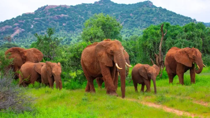 Do elephants really call to each other by name?