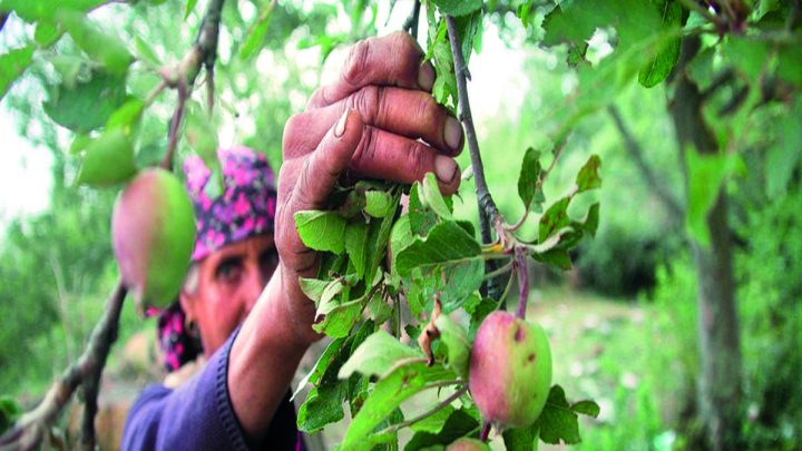 Kashmiri Apple Industry Faces Crisis Amidst Declining Demand and Stagnant Prices