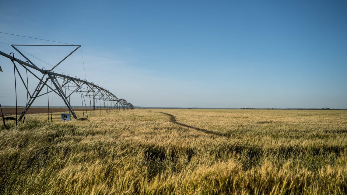 Climate-Resilient Crops: The Future of Farming Amid Rising Temperatures