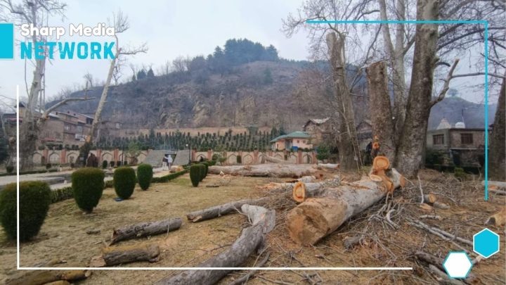 Widespread Condemnation of Felling of Centuries-Old Pine (Chinar) Trees in IIOJK