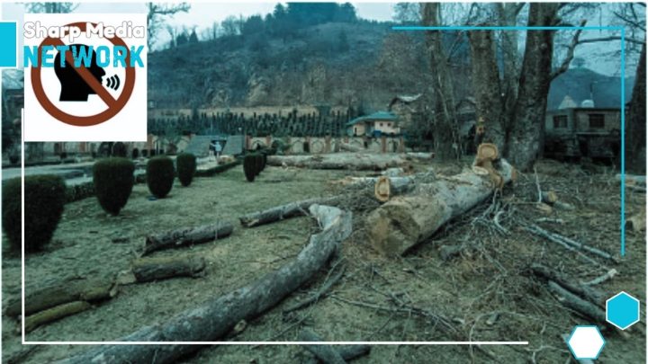 Outrage in IIOJK Over Illegal Felling of Chinar Trees and Journalist Detentions for Reporting