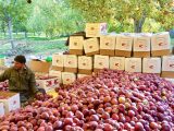 Indian Farmers Revolt as Modi’s India-US Trade Deal Threatens Rural Livelihoods and Kashmir’s Apple Economy