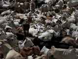 State Violence and the Death of Shahzad: Prioritizing Cattle Over Human Life in Uttar Pradesh