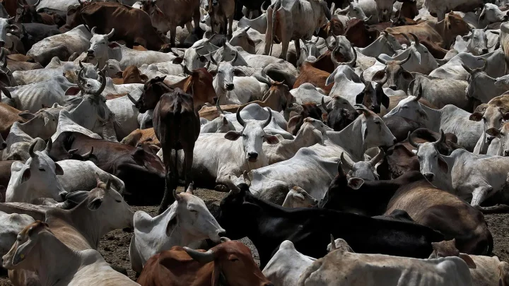 State Violence and the Death of Shahzad: Prioritizing Cattle Over Human Life in Uttar Pradesh