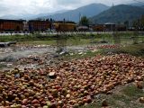 Indian Army and Hindutva Nexus Behind Brutal Destruction of 400 Apple Trees in IIOJK