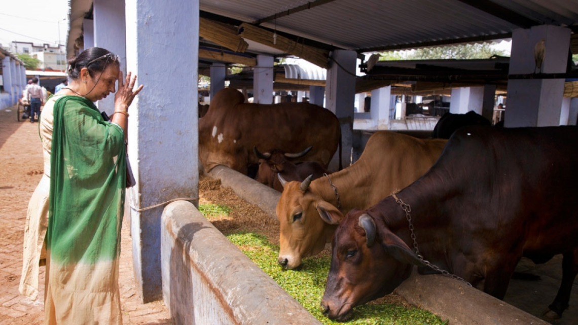 Two Muslim Men Lynched Over Cattle Theft Suspicions Near Assam Border