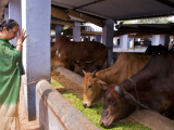 Two Muslim Men Lynched Over Cattle Theft Suspicions Near Assam Border