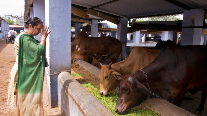 Two Muslim Men Lynched Over Cattle Theft Suspicions Near Assam Border