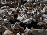 Three Muslim Fish Transporters Brutally Assaulted By Hindutva Vigilantes In Mathura Uttar Pradesh