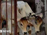 Madhya Pradesh Invokes The National Security Act Against Two Muslim Men In A Cow Slaughter Case
