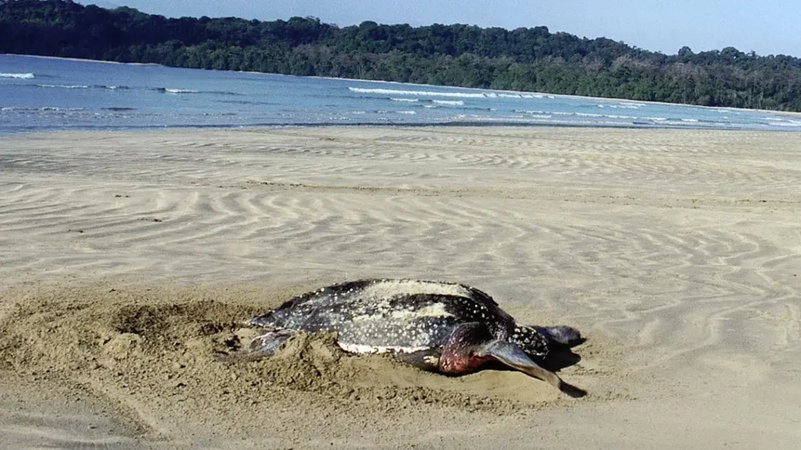 Official Government RTI Response Confirms 997 Turtle Nests At Galathea Bay Threatening BJP Infrastructure Project Plans