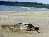 Official Government RTI Response Confirms 997 Turtle Nests At Galathea Bay Threatening BJP Infrastructure Project Plans