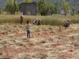 BJP Supported Land Grabbers Attack Kathua Farmers As IIOJK Administration Ignores Highway Protests